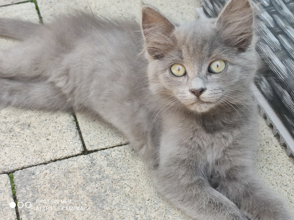 Котенок в добрые руки