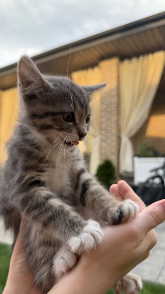 Котенок в добрые руки