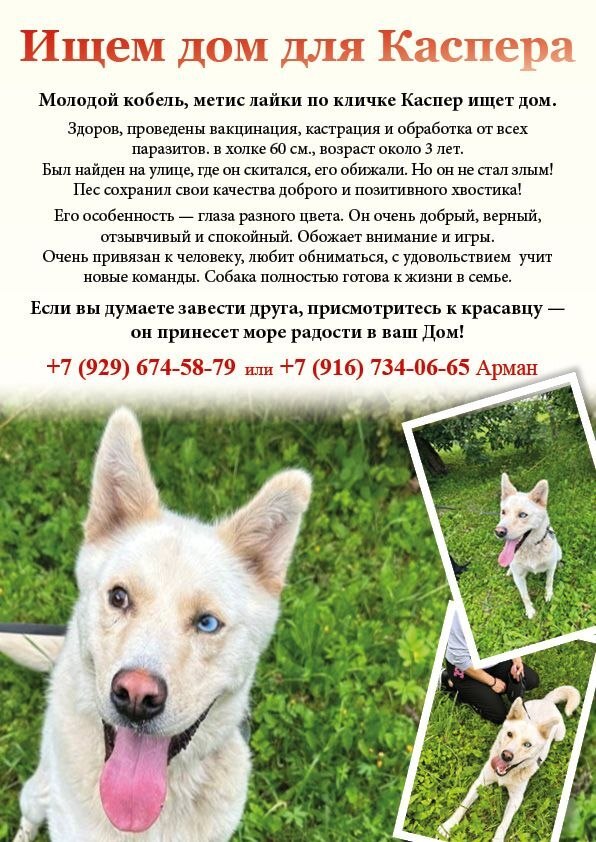 Каспер ищет дом