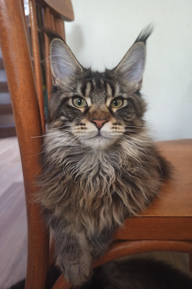 Котенок Мейн-кун
