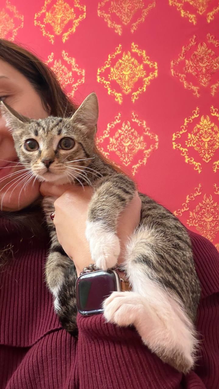 Котёнок Гаечка ищет дом
