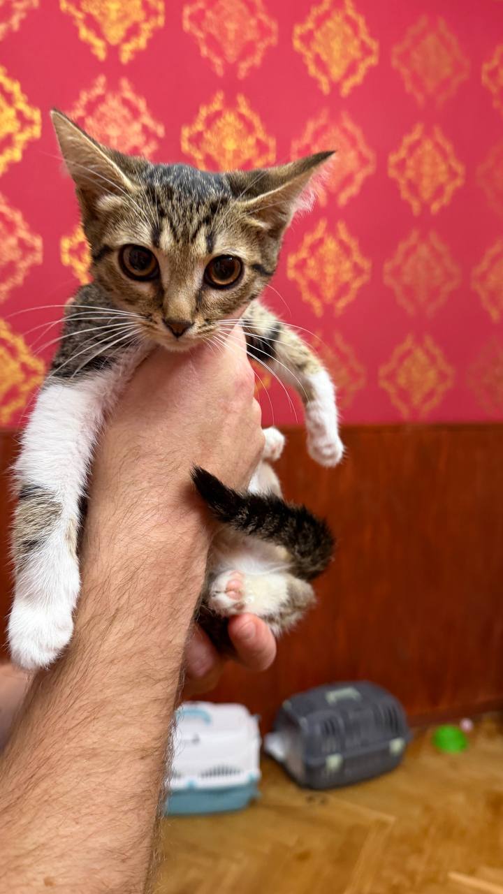 Котёнок Масяня ищет дом