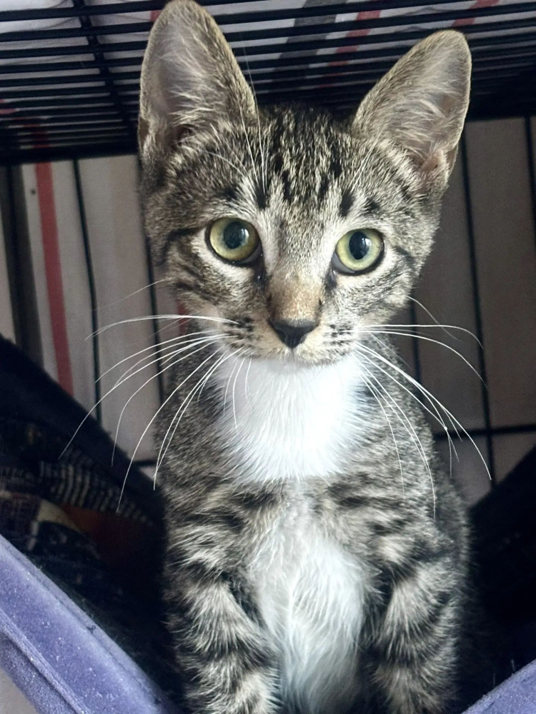 Котенок с большими ушками