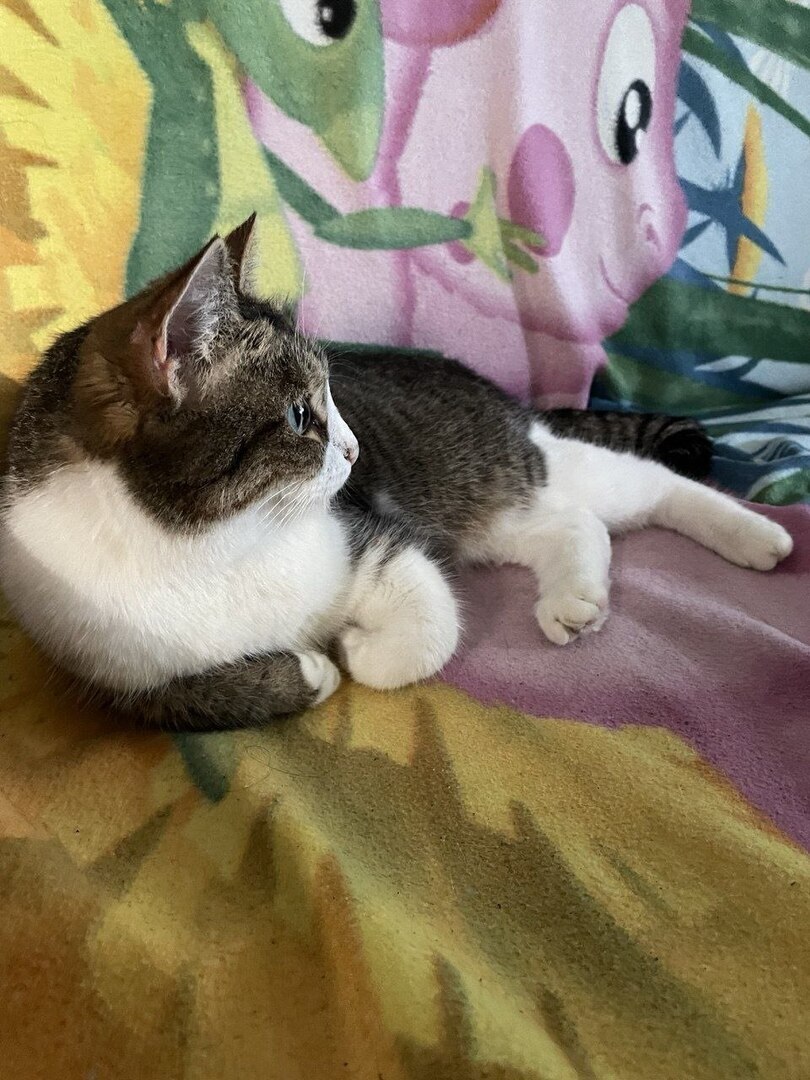 Кошечка Лапа, милое создание очень хочет вернуться домой!