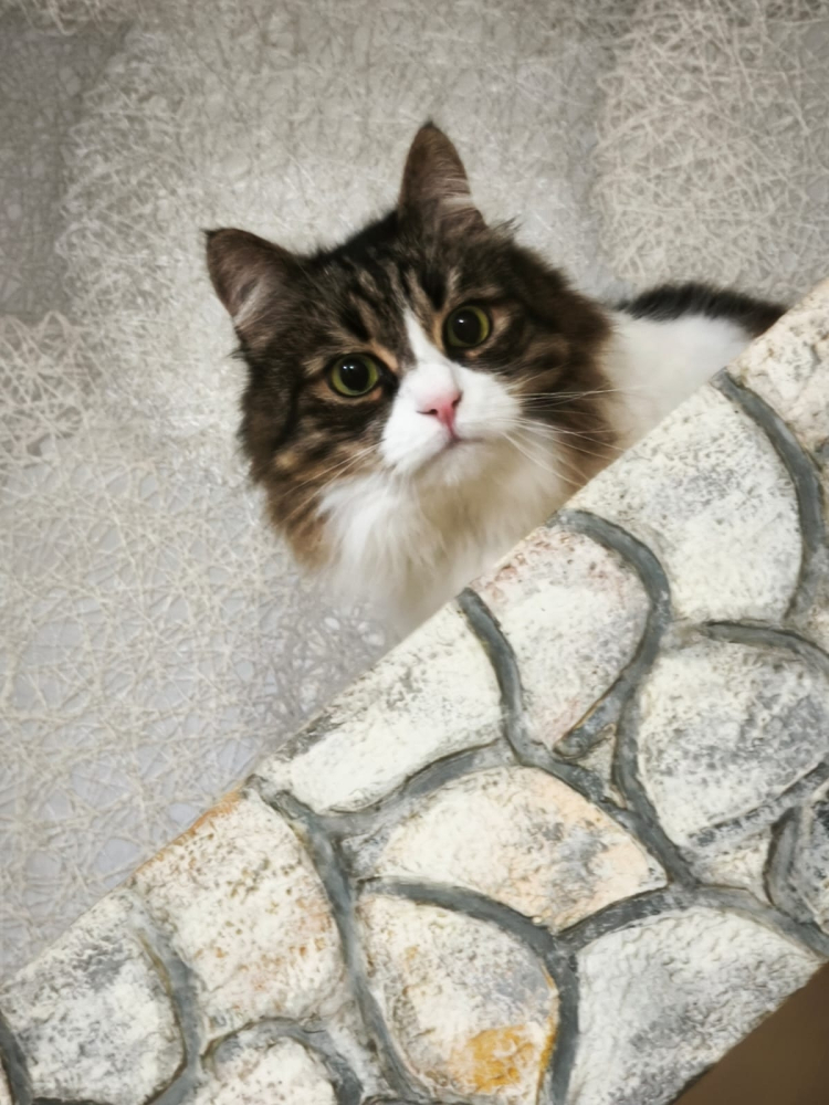 Котик Милан срочно ищет дом!