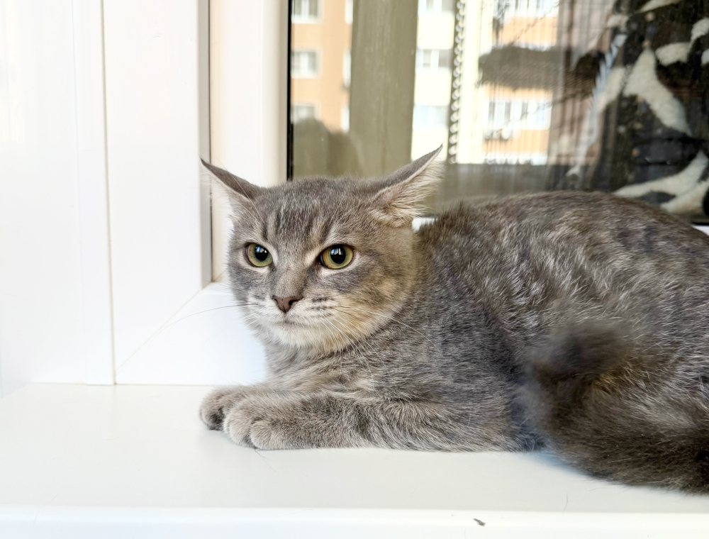 Котенок Фасолька ласковая девочка в добрые руки
