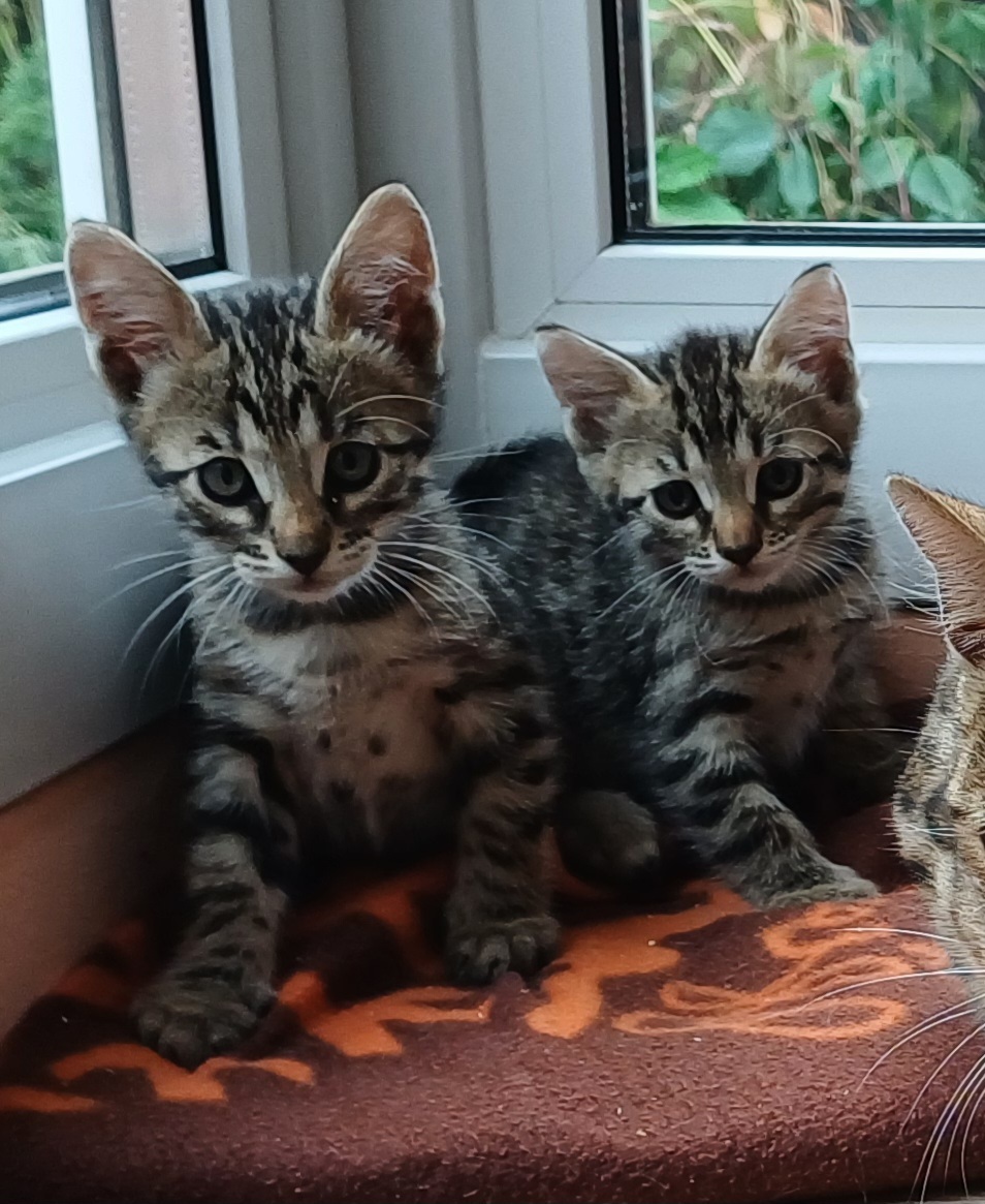 Бенгальские котята