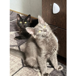 Отдам в добрые руки