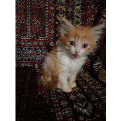 котят в добрые руки