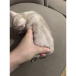 Бенгальские котята