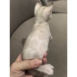 Бенгальские котята