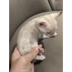 Бенгальские котята