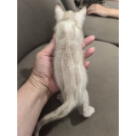 Бенгальские котята