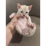 Бенгальские котята