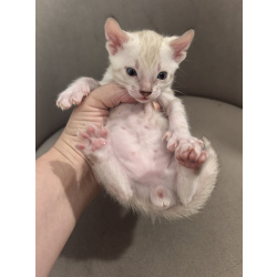 Бенгальские котята