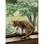 Бенгальские котята