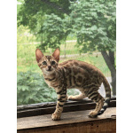 Бенгальские котята