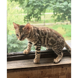Бенгальские котята