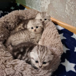 Продаю котят