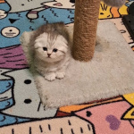 Продаю котят