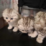 Продаю котят