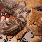 Продаю котят