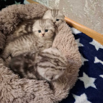 Продаю котят