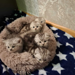 Продаю котят
