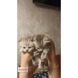 Продаю котят