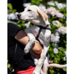 Он выжил. Теперь ему очень нужен дом.