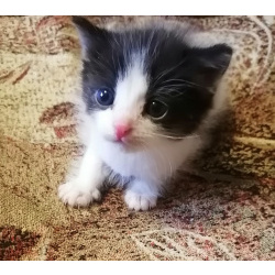 Котенок