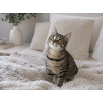 Афанасий — полосатый озорник, который ищет дом