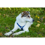 Собака Ума в добрые руки.