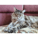Молодая кошка породы Мейн-кун ищет дом