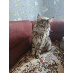 Молодая кошка породы Мейн-кун ищет дом