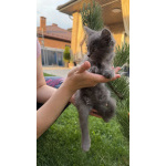 Котенок в добрые руки