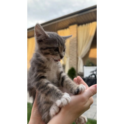 Котенок в добрые руки