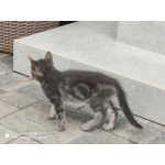 Котенок в добрые руки