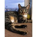 Котик Феникс ищет дом