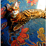 Бенгальские котята