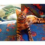 Бенгальские котята