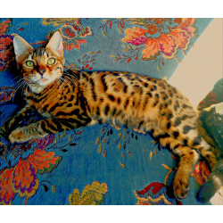 Бенгальские котята