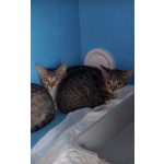 Котята ищут дом