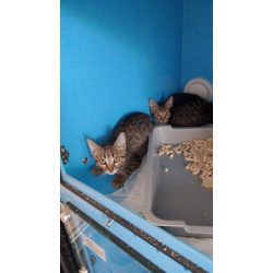 Котята ищут дом