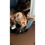 Котята ищут дом