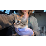 Котята ищут дом