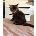 Котёнок мейн-кун