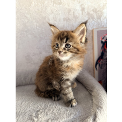 Котёнок мейн-кун