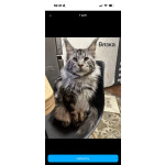 Котёнок мейн-кун