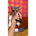 Котята ищут дом